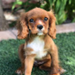 Meet your Posher, Adrianna